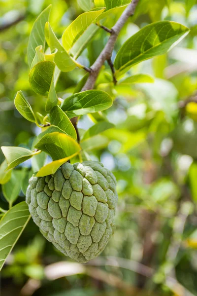 Senapsäpple — Stockfoto