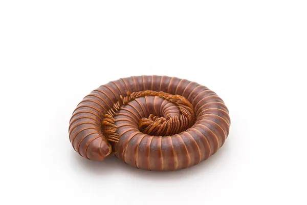 Millipede i spiralform. — Stockfoto