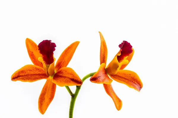 Flor de orquídea florescendo de híbridos de Cattleya . — Fotografia de Stock