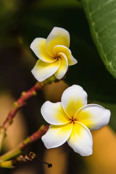 Plumeria of frangipani bloesem op de plumeria boom. — Stockfoto