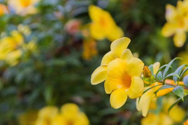 Closeup gele bloem van saritaea magnifica duyand. — Stockfoto