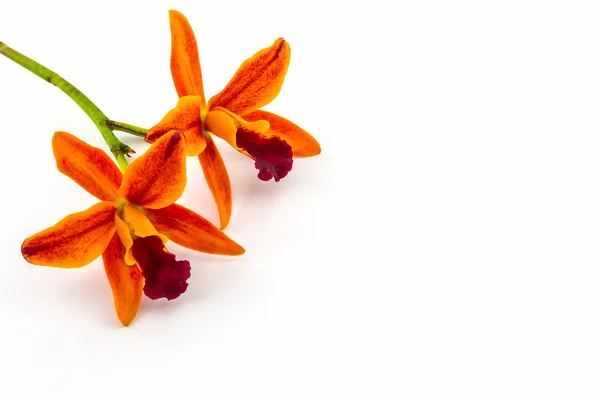 Flor de orquídea floración de híbridos de Cattleya blanco sobre fondo . — Foto de Stock