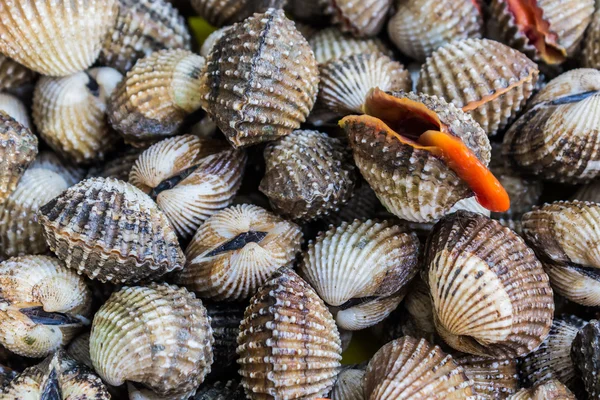 Fresh Shellfish Blood Cockles. — Stock Photo, Image