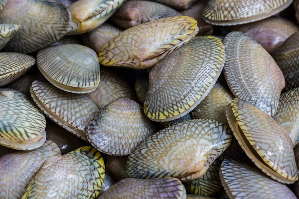 Vértes friss nyers surf clam háttér. — Stock Fotó