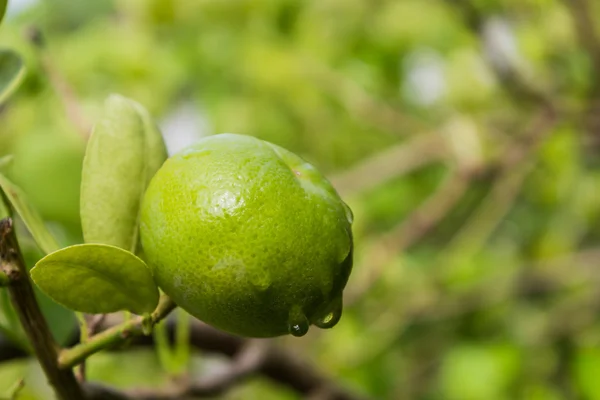 Zielone limonki. — Zdjęcie stockowe