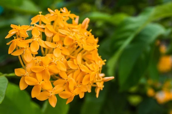 Kvetoucí květiny oranžové ixora pro přírodní pozadí (ixora spp.) — Stock fotografie