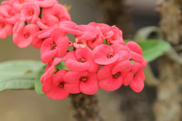 Crown of thorns flowers(Euphorbia milli Desmoul) — Stock Photo, Image