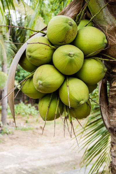 Bos groene kokosnoot fruit op boom. — Stockfoto