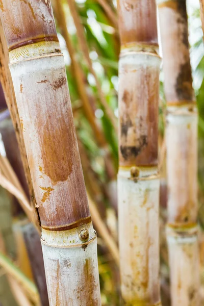 Close-up van suikerriet planten. — Stockfoto