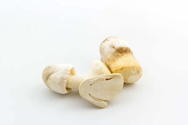 Свежие соломенные грибы, Volvariel la volvacea . — стоковое фото