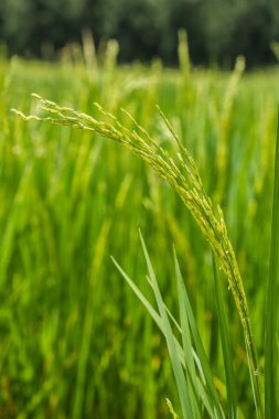 tatlı güzel yeşil pirinç alan fabrikasında pirinç.