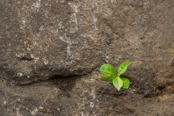 Small green plant growing between stones. — Stock Photo, Image