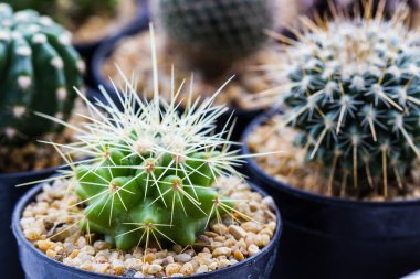  kaktüs bitki pot ile