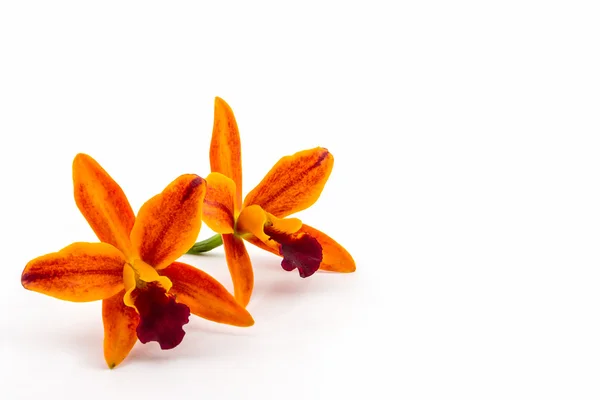 Orchid flower blooming of Cattleya hybrids , Tropical in Thailan — Stock Photo, Image