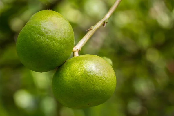 Fresh green lime. — Stock Photo, Image