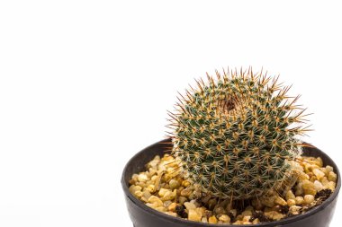 kaktüs bitki pot ile . 