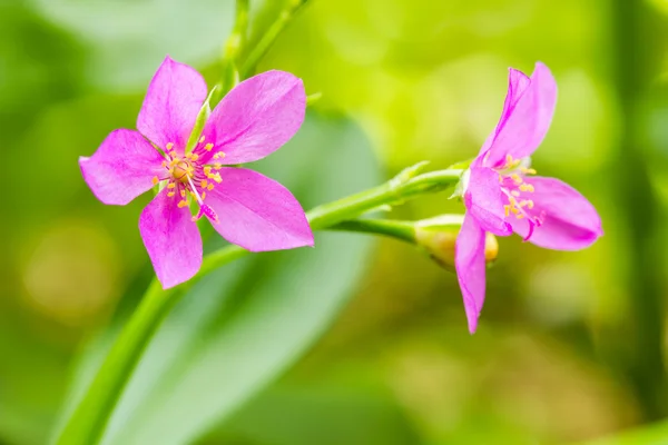 Sława - kwiat, ceylon szpinak, kochanie, Surinamski Portulaka (talin — Zdjęcie stockowe