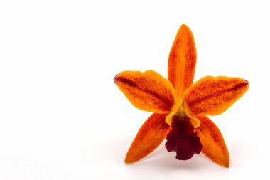 Orkide çiçek cattleya melez, Tayland'da tropikal çiçek