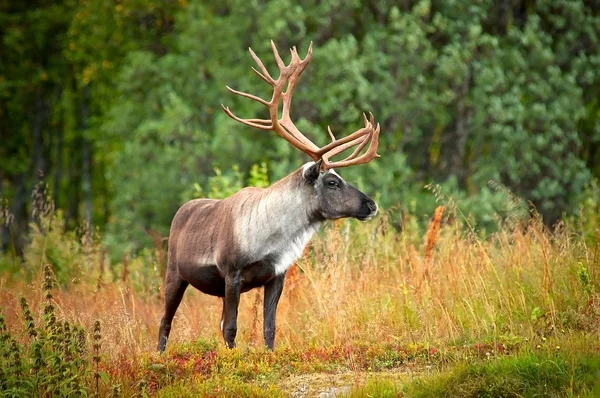 Ren geyiği sonbahar ahşap çalılıkları içinde