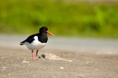 Macellan oystercatcher (haematopus leucopodus) Yetişkin