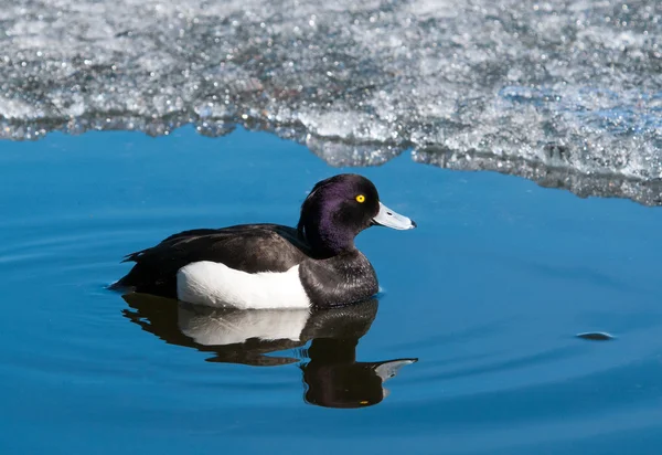 Male Tufted duck swimming on a lake — Stock Photo, Image