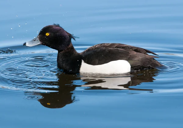 Muž Tufted kachna plavání na jezeře — Stock fotografie