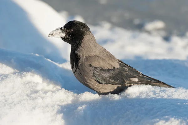 Wild Raven — Stock Photo, Image