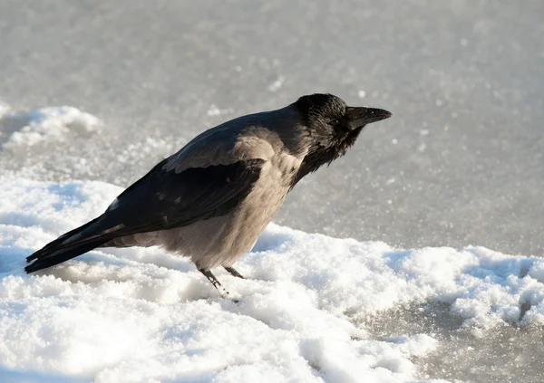 Wild Raven — Stock Photo, Image