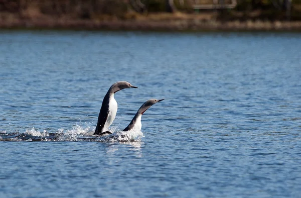 Red-throated Loon — Stock Photo, Image