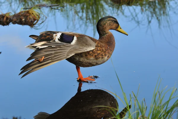 Pato real macho (Anas platyrhynchus ) — Foto de Stock