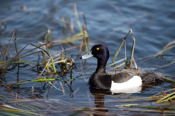 Muž Tufted kachna plavání na jezeře — Stock fotografie