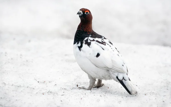 Bahar, Willow keklik