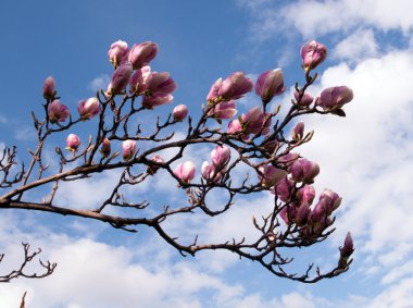 Manolya, Manolya çiçekli