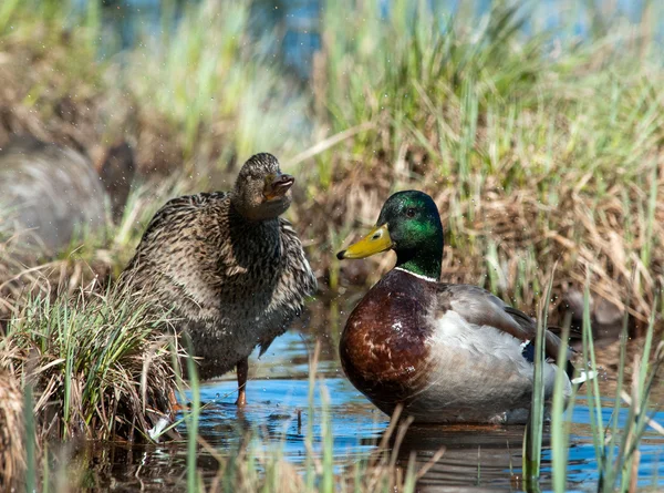 Anatra reale femmina in piedi sull'erba vicino al bordo dell'acqua — Foto Stock