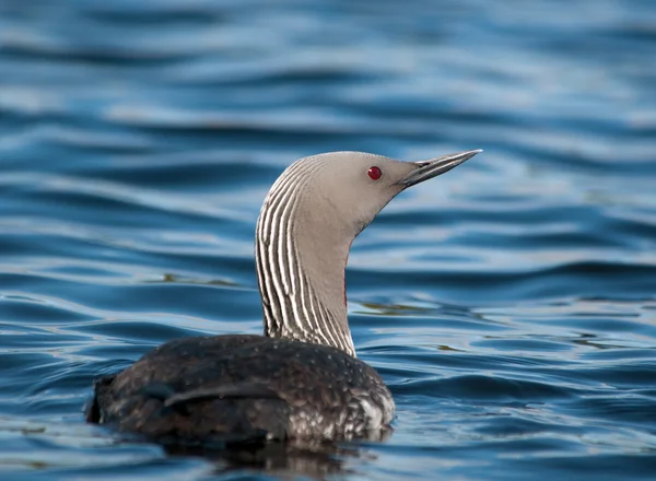 Kızıl gerdanlı dalgıç