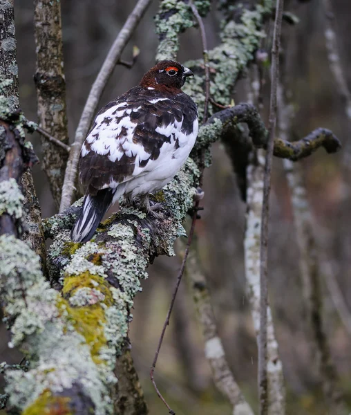 Willow Ptarmigan — Stockfoto