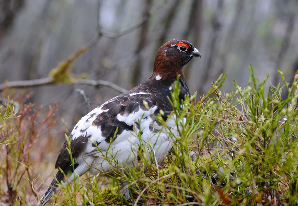 Willow Ptarmigan — Stock Photo, Image