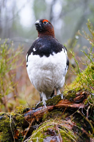 Willow Ptarmigan