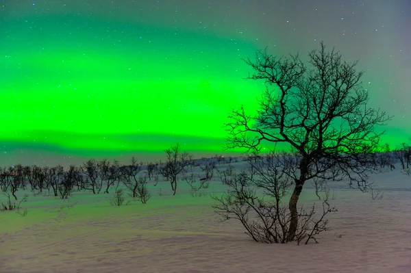 The polar lights in Norway — Stock Photo, Image