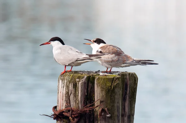 Arctic Aircraft Arctic Tern. — Stock Photo, Image