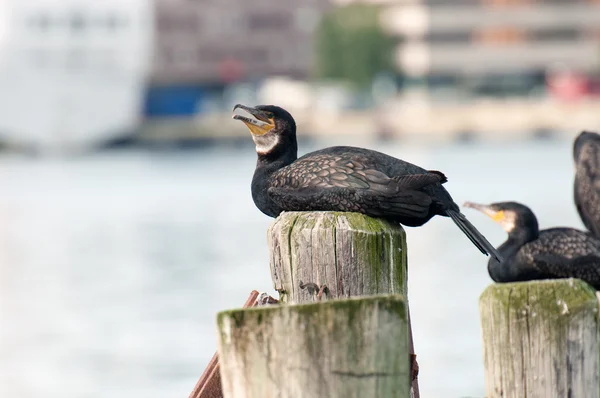 Great Cormorant.Norway.Tr omso — Stock Photo, Image