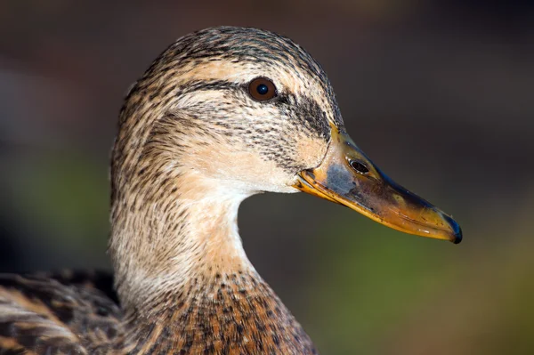 Primo piano anatra germano reale — Foto Stock