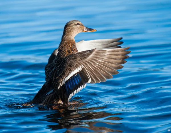 yakın çekim yeşilbaş ördek
