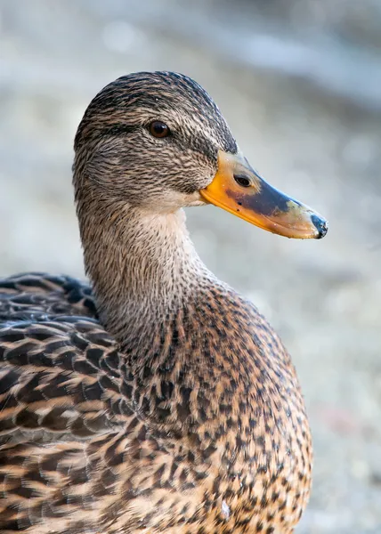 Primo piano anatra germano reale — Foto Stock