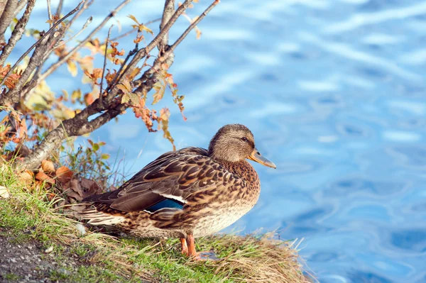 Gros plan sur Canard colvert — Photo