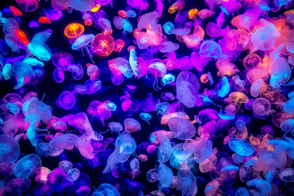 Many Colorful Jellyfish Dark Sea — Stock Photo, Image