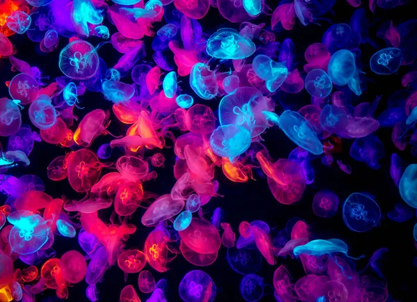 Muitas Medusas Coloridas Mar Escuro — Fotografia de Stock