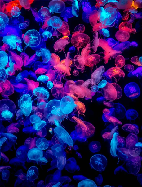 Wiele Kolorowych Meduz Ciemnym Morzu — Zdjęcie stockowe
