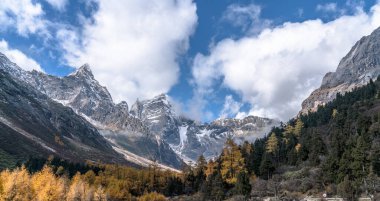 Orman ve dağ manzarası