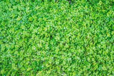 Bir havuzun yüzeyindeki yosun.